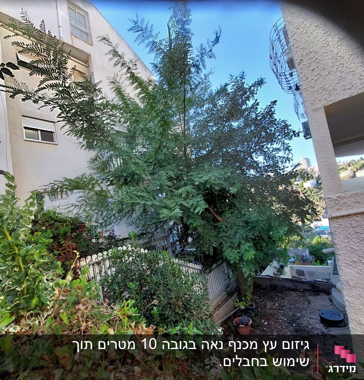 עץ גדול עם ענפים צפופים בחצר